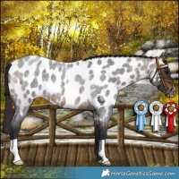 Horse Color:Brown Roan Appaloosa 
