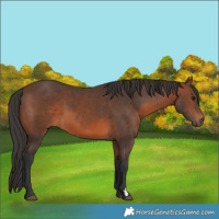 Horse Color:Brown 