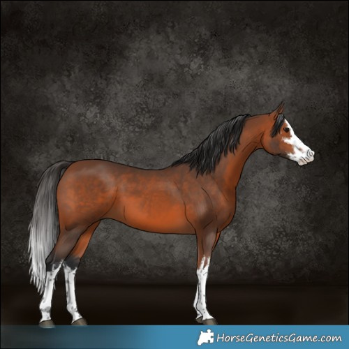 Horse Color:White Spotted Bay 