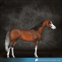Horse Color:White Spotted Bay