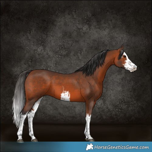Horse Color:White Spotted Bay 