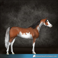 Horse Color:White Spotted Bay Splash 