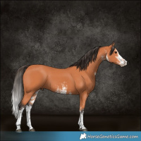 Horse Color:White Spotted Bay 