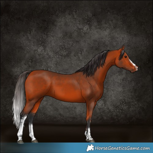 Horse Color:White Spotted Bay Sabino 