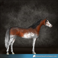 Horse Color:White Spotted Brown Sabino Rabicano