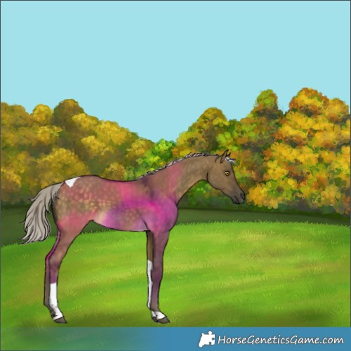 Horse Color:Silver Buckskin Dun Tobiano 