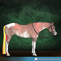Horse Color:Painted Silver Brown Dun Sabino Tobiano 
