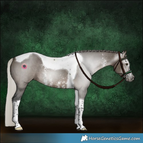 Horse Color:Gray Silver Brown Dun Sabino Tobiano 