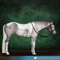 Horse Color:Gray Silver Brown Dun Sabino Tobiano 