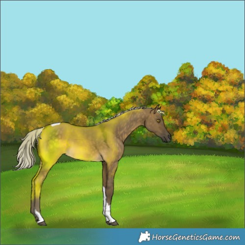 Horse Color:Silver Buckskin Dun Tobiano 