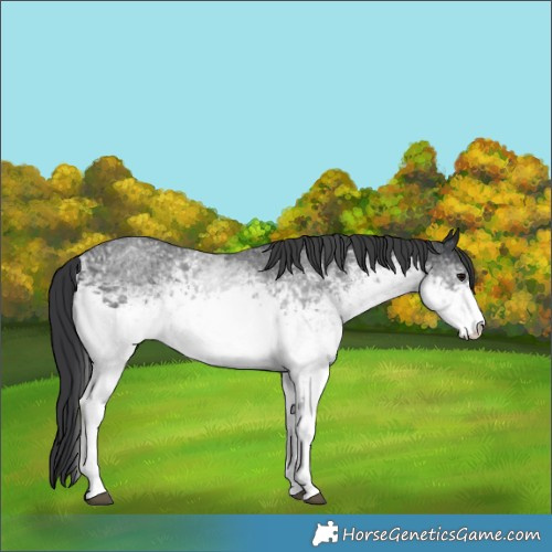 Horse Color:White Spotted Blue Roan 