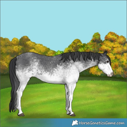 Horse Color:White Spotted Blue Roan 