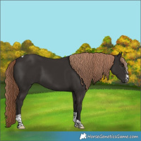 Horse Color:Liver Chestnut Sabino Tobiano 