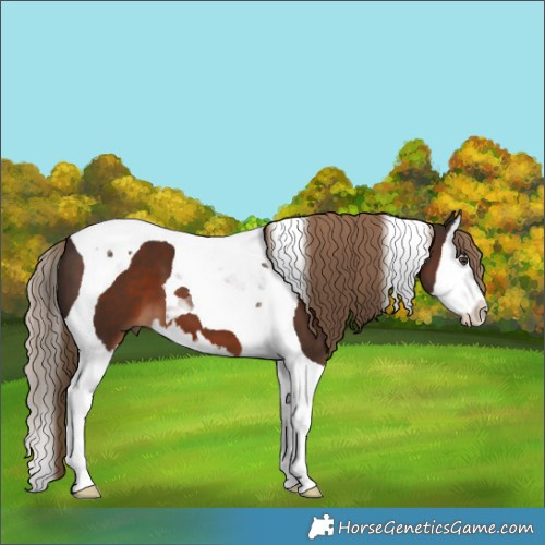 Horse Color:Liver Chestnut Splash Tobiano 