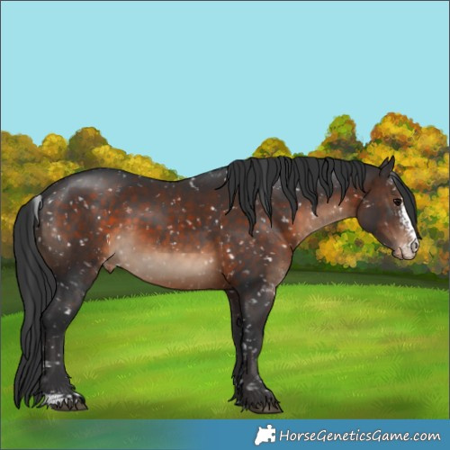 Horse Color:Brown Sabino Appaloosa 