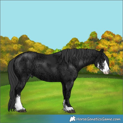 Horse Color:Black Ice Sabino Appaloosa 
