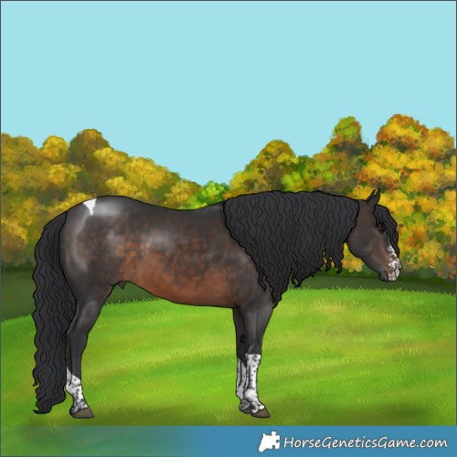 Horse Color:Brown Sabino Tobiano 