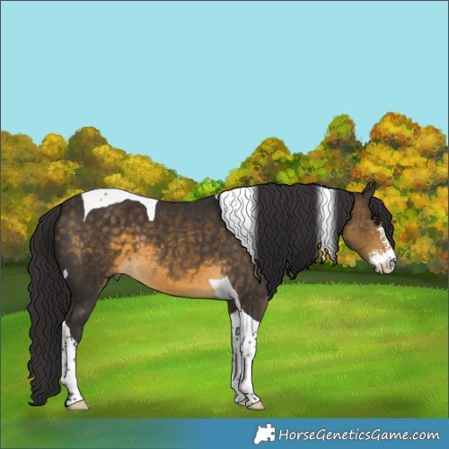 Horse Color:Buckskin Sabino Tobiano 