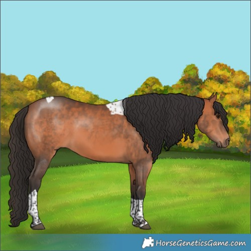 Horse Color:Bay Tobiano 