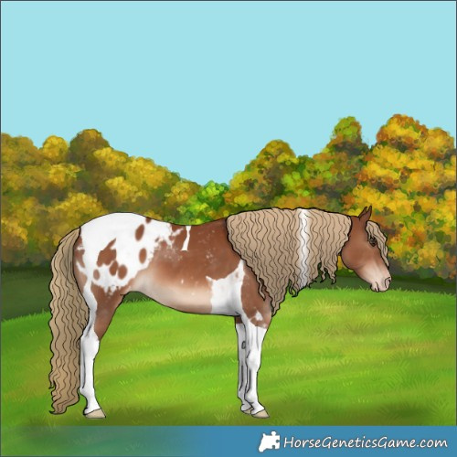 Horse Color:Chestnut Tobiano Blanket 
