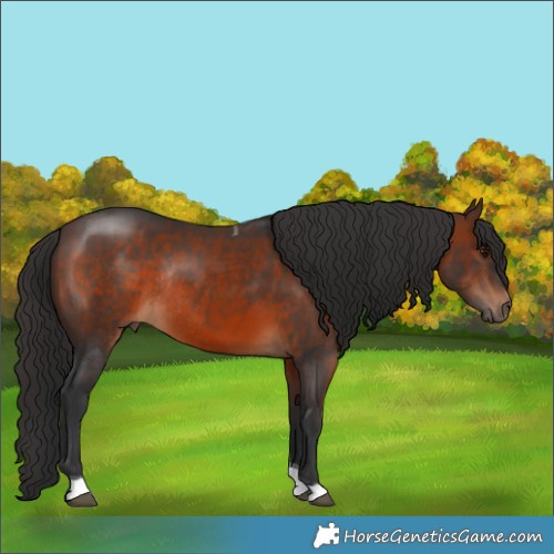 Horse Color:Brown Tobiano Rabicano 