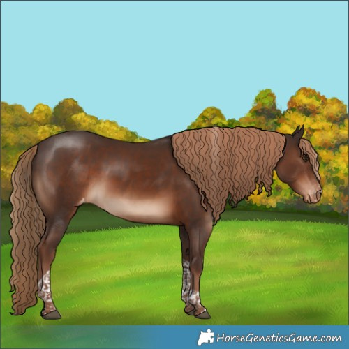 Horse Color:Liver Chestnut Tobiano Appaloosa 