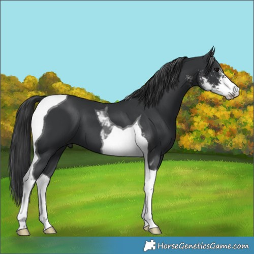 Horse Color:Black Sabino Tobiano 