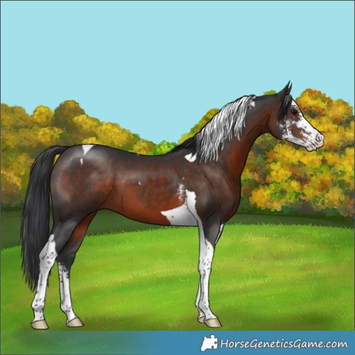Horse Color:Brown Sabino Tobiano 