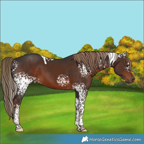 Horse Color:White Spotted Liver Chestnut Tobiano 