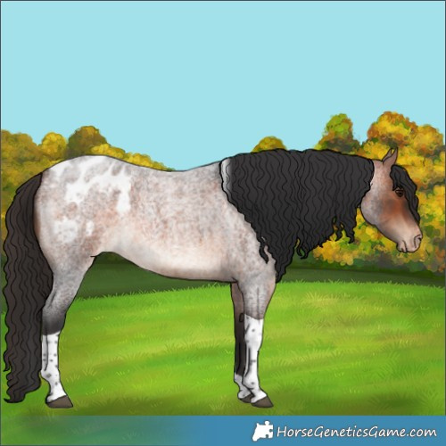 Horse Color:Bay Roan Tobiano Appaloosa 