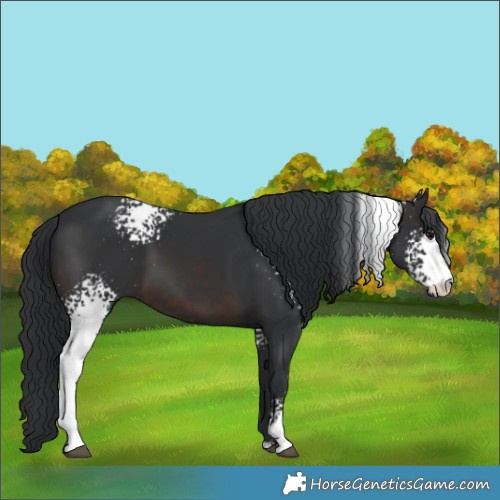 Horse Color:White Spotted Brown Sabino 