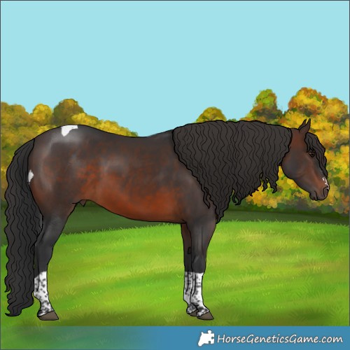 Horse Color:Brown Sabino Tobiano 
