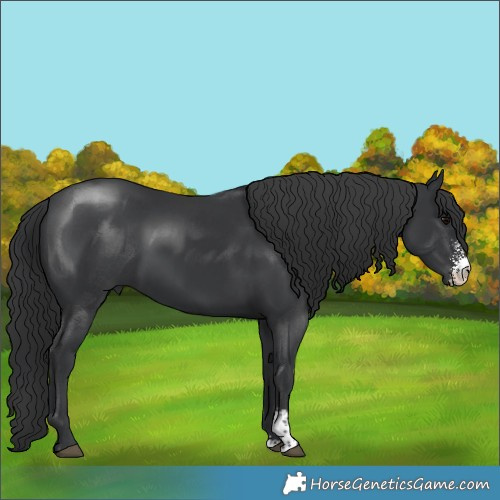 Horse Color:Black Sabino 