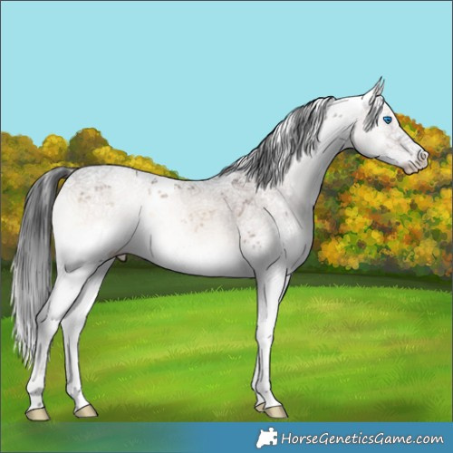 Horse Color:White Spotted Brown Onyx Sabino Splash 