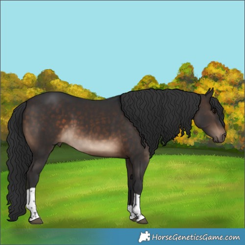 Horse Color:Brown Tobiano 