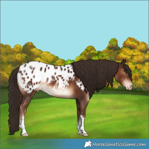Horse Color:Liver Chestnut Sabino Appaloosa 