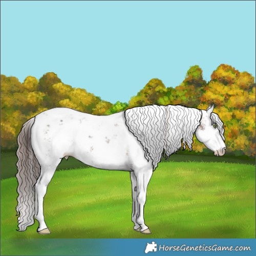 Horse Color:Sable Champagne Ice Mushroom Sabino Appaloosa 