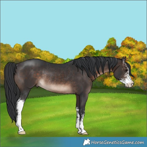 Horse Color:Brown Mushroom Sabino Rabicano 