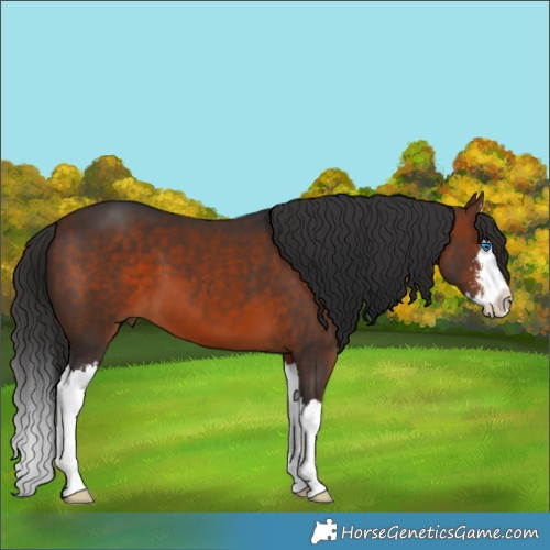 Horse Color:Bay Sabino Splash 
