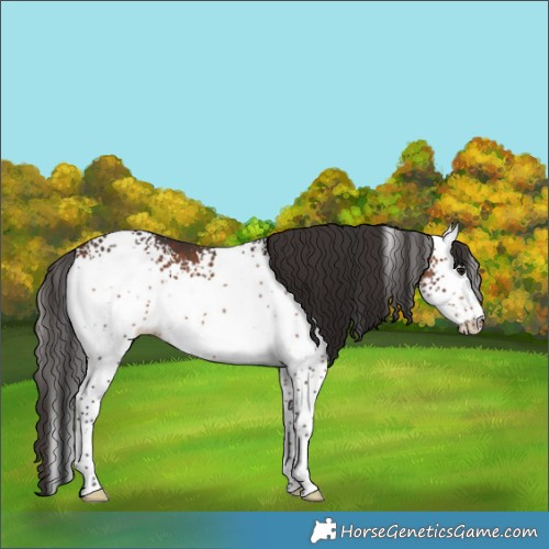 Horse Color:White Spotted Bay 