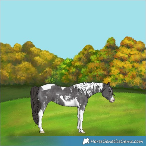 Horse Color:Smoky Black Sabino Tobiano Appaloosa 