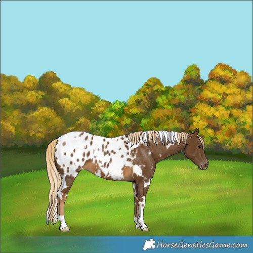 Horse Color:White Spotted Chocolate Palomino Appaloosa 