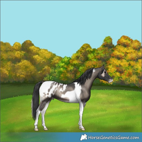 Horse Color:Blue Onyx Tobiano Appaloosa 