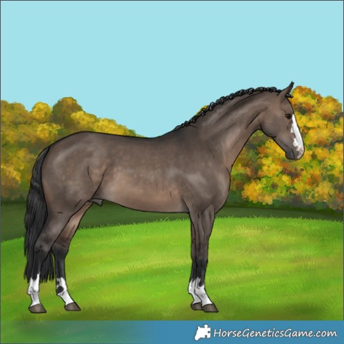 Horse Color:Brown Dun 