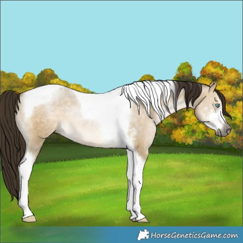 Horse Color:Gray Buckskin Pearl Dun Sabino Tobiano 