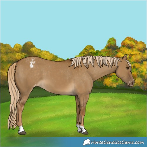 Horse Color:Chocolate Palomino Dun Appaloosa 