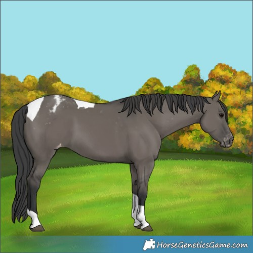 Horse Color:Grullo Tobiano Appaloosa 