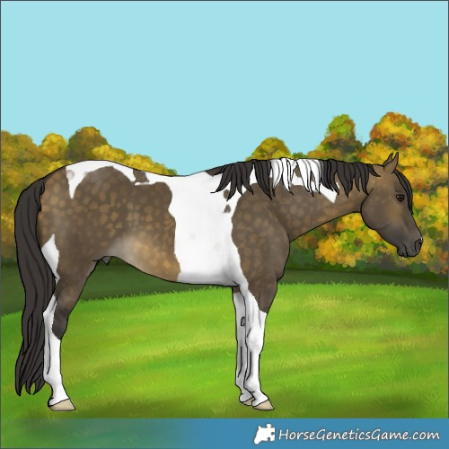 Horse Color:Buckskin Dun Tobiano 