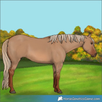 Horse Color:Red Dun