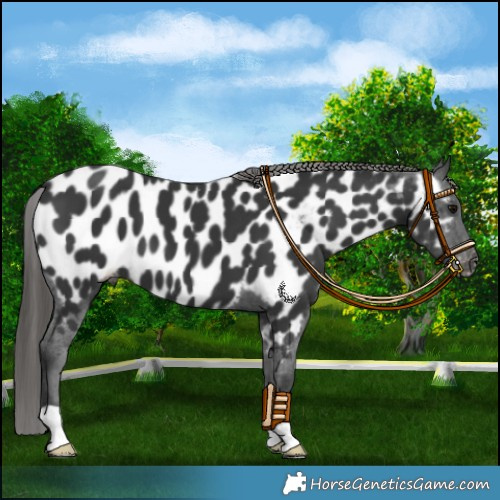 Horse Color:Black Appaloosa 
